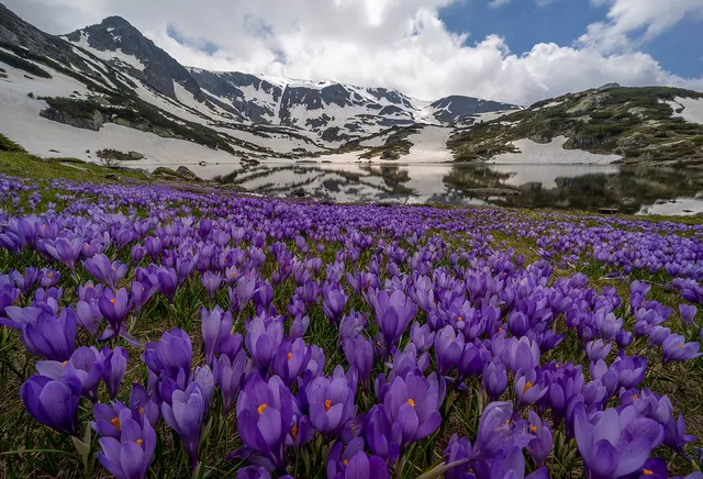 "The purple carpet of the mountain" by [Yuliyan Ivanov](https://www.flickr.com/photos/bgsf/)

[Source](https://www.flickr.com/photos/bgsf/51249481506/in/album-72157661906608088)