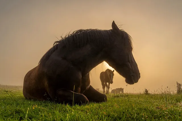 "I'm coming with the sunrise" by [Yuliyan Ivanov](https://www.flickr.com/photos/bgsf/)

[Source](https://www.flickr.com/photos/bgsf/52197200828/in/album-72157665452300979)