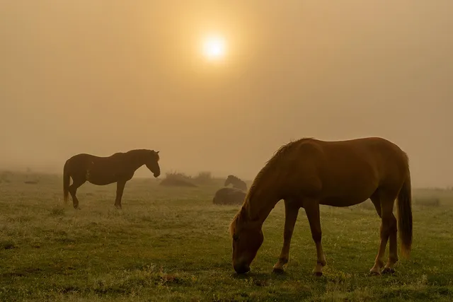"Misty morning" by [Yuliyan Ivanov](https://www.flickr.com/photos/bgsf/)

[Source](https://www.flickr.com/photos/bgsf/52233342015/in/album-72157665452300979)