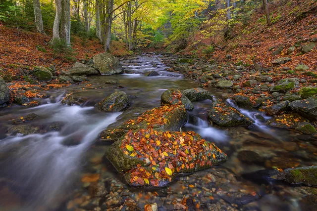 "Into the autumn embrace" by [Yuliyan Ivanov](https://www.flickr.com/photos/bgsf/)

[Source](https://www.flickr.com/photos/bgsf/50561606918/in/album-72157661906545298)