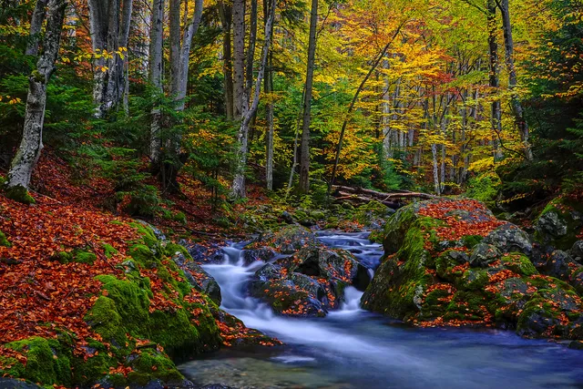 "Into the autumn embrace" by [Yuliyan Ivanov](https://www.flickr.com/photos/bgsf/)

[Source](https://www.flickr.com/photos/bgsf/50585113963/in/album-72157661906545298)