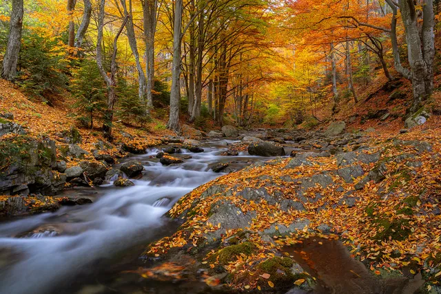 "Into the heart of the forest" by [Yuliyan Ivanov](https://www.flickr.com/photos/bgsf/)

[Source](https://www.flickr.com/photos/bgsf/51752097086/in/album-72157661906545298)