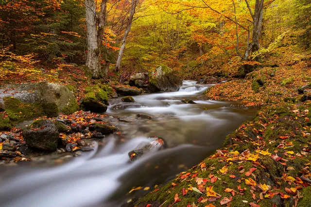 "Memories of the autumn" by [Yuliyan Ivanov](https://www.flickr.com/photos/bgsf/)

[Source](https://www.flickr.com/photos/bgsf/52046753778/in/album-72157661906545298)