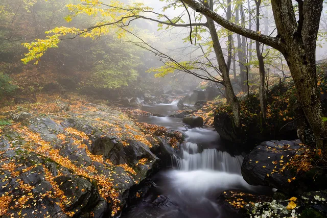 "The misty autumn embrace" by [Yuliyan Ivanov](https://www.flickr.com/photos/bgsf/)

[Source](https://www.flickr.com/photos/bgsf/49011446427/in/album-72157661906545298)