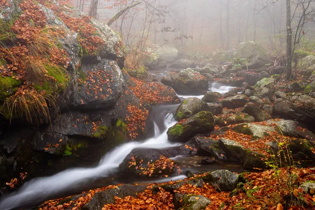 "The misty autumn embrace" by [Yuliyan Ivanov](https://www.flickr.com/photos/bgsf/)

[Source](https://www.flickr.com/photos/bgsf/49042810627/in/album-72157661906545298)
