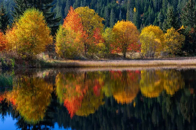 "October traffic lights" by [Yuliyan Ivanov](https://www.flickr.com/photos/bgsf/)

[Source](https://www.flickr.com/photos/bgsf/52635679606/in/album-72157661906545298)