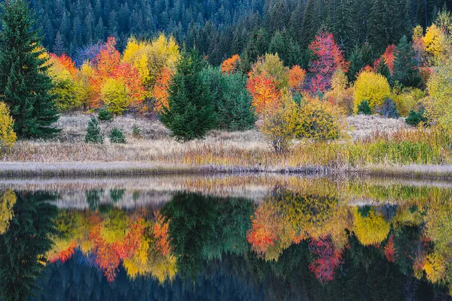 "Autumn bouquet" by [Yuliyan Ivanov](https://www.flickr.com/photos/bgsf/)

[Source](https://www.flickr.com/photos/bgsf/52679545380/in/album-72157661906545298)